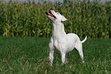 DOGUE ARGENTIN 353